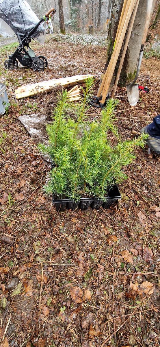 Die Bäume, die wir pflanzen